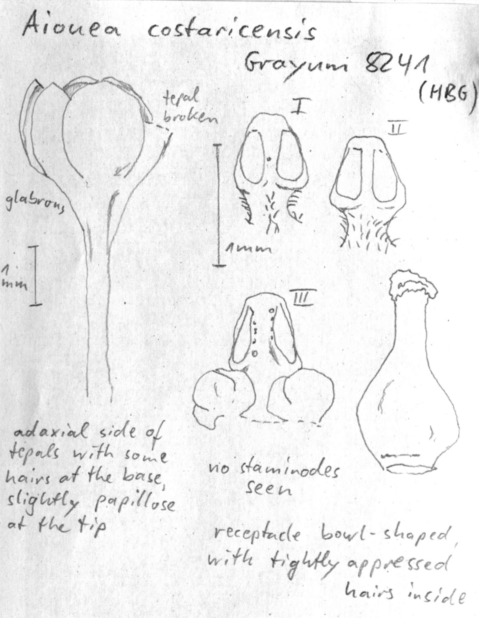 Vorschaubild Ocotea insularis (Meisn.) Mez